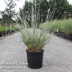 Cortaderia Selloana 'Minipampas Silver' -Garden Plants CORT MINIPAMPA S45399