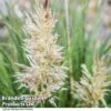 Cortaderia Selloana 'Minipampas Silver' -Garden Plants CORT MINIPAMPA T27375