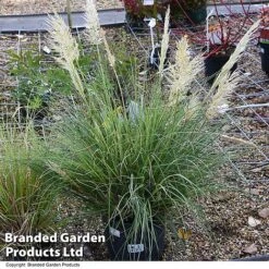Cortaderia Selloana 'Minipampas Silver' -Garden Plants CORT MINIPAMPA T27376