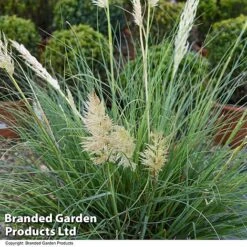Cortaderia Selloana 'Minipampas Silver' -Garden Plants CORT MINIPAMPA T27377