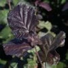 Corylus Maxima 'Purpurea' -Garden Plants CORY T73876 A h