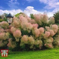 Cotinus Coggygria 'Young Lady' 11 Cotinus Coggygria 'Young Lady' -Garden Plants COTI T67916 B