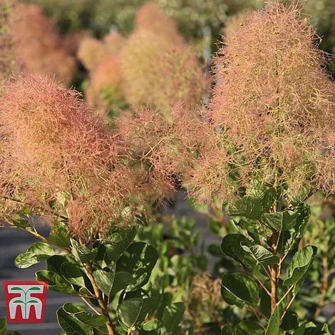 Cotinus Coggygria 'Young Lady' 4 Cotinus Coggygria 'Young Lady' - Image 2