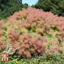 Cotinus Coggygria 'Young Lady' 15 Cotinus Coggygria 'Young Lady' -Garden Plants COTI T67916 E