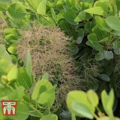 Cotinus Coggygria 'Young Lady' 13 Cotinus Coggygria 'Young Lady' -Garden Plants COTI T67916 F