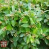 Cotoneaster Lucidus -Garden Plants COTO T66184 B