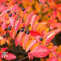 Cotoneaster Lucidus 10 Cotoneaster Lucidus -Garden Plants COTO T66184 C