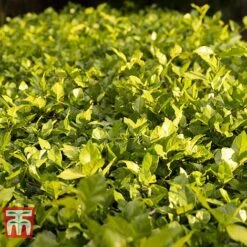 Cotoneaster Lucidus 9 Cotoneaster Lucidus -Garden Plants COTO T66184 D