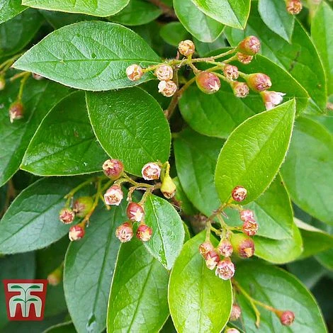 Cotoneaster Lucidus 4 Cotoneaster Lucidus - Image 2