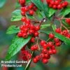Cotoneaster Lacteus 2 Cotoneaster Lacteus -Garden Plants COTO LACTEUS L13584
