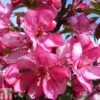 Crab Apple 'Diable Rouge' -Garden Plants CRAB TKA0807 A
