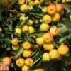 Crab Apple 'Butterball' -Garden Plants CRAB TKA1781 A