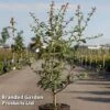 Crataegus Grignonensis -Garden Plants CRAT GRIGNONEN S45400