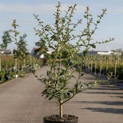 Crataegus Grignonensis -Garden Plants CRAT GRIGNONEN S45400 NOW