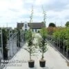 Crataegus Media 'Pauls Scarlet' -Garden Plants CRAT PAULSSCAR S45426