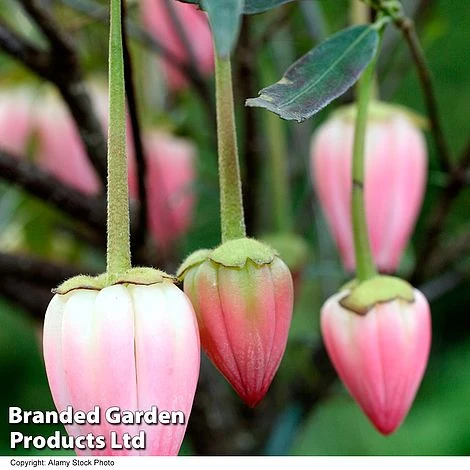 Crinodendron 'Ada Hoffman' 4 Crinodendron 'Ada Hoffman' - Image 2