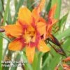 Crocosmia X Crocosmiiflora 'Emily Mckenzie' 2 Crocosmia X Crocosmiiflora 'Emily Mckenzie' -Garden Plants CROC KA4998 A