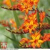 Crocosmia 'Firestarter' (Firestars Series) -Garden Plants CROC KB2977 A