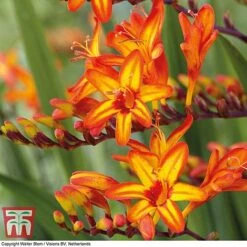 Crocosmia 'Firestarter' (Firestars Series) -Garden Plants CROC KB2977 B