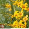 Crocosmia 'Hot Spot' (Firestars Series) -Garden Plants CROC KB2978 A