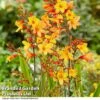 Crocosmia 'Harlequin' -Garden Plants CROC HARLEQUIN S35052