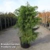 Cryptomeria Japonica 'Elegans Viridis' -Garden Plants CRYP ELEGANSVI S45421
