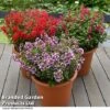 Cuphea 'Sweet Talk Collection' -Garden Plants CUPH SWEETTALK T41798