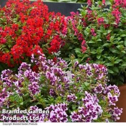 Cuphea 'Sweet Talk Collection' -Garden Plants CUPH SWEETTALK T41802