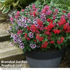 Cuphea 'Sweet Talk Collection' -Garden Plants CUPH SWEETTALK T51694