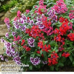 Cuphea 'Sweet Talk Collection' -Garden Plants CUPH SWEETTALK T51697