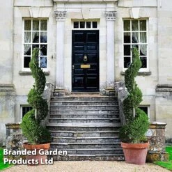 Leyland Cypress 'Castlewellan' Topiary
