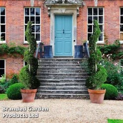 Leyland Cypress 'Castlewellan' Topiary -Garden Plants CUPR KB9232 F