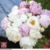 Peony 'Scented Bouquet Mix' -Garden Plants CUT KA9024 A