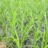 Cyperus Papyrus (Marginal Aquatic) 2 Cyperus Papyrus (Marginal Aquatic) -Garden Plants CYPE T78137 A h