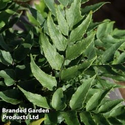 Cyrtomium Fortunei -Garden Plants CYRT FORTUNEI S37092