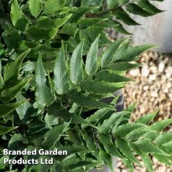 Cyrtomium Fortunei -Garden Plants CYRT FORTUNEI S37093