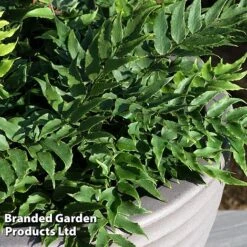 Cyrtomium Fortunei -Garden Plants CYRT FORTUNEI S37094