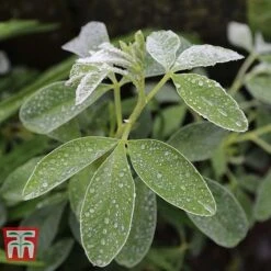 Cytisus Battandieri -Garden Plants CYTI TKA3102 C
