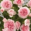'Parade Cajsa' Patio Shrub Rose 2 'Parade Cajsa' Patio Shrub Rose -Garden Plants Cajsa Parade Poulpar094 N