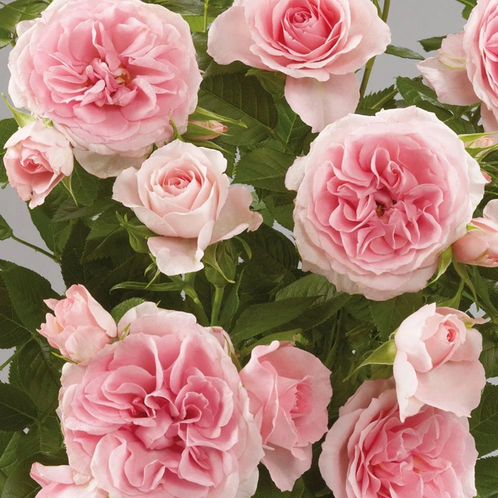 'Parade Cajsa' Patio Shrub Rose 3 'Parade Cajsa' Patio Shrub Rose