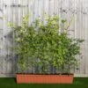 Hornbeam Instant Trough Hedge 1m (pre-grown) -Garden Plants Carpinus20betulus20120yr20tr