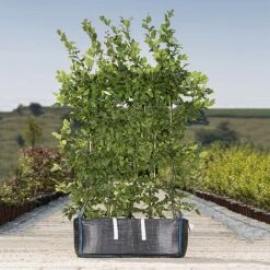 Hornbeam Ready Bag Instant Hedge 1m (pre-grown)