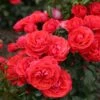 'Cherry Girl' Floribunda Rose -Garden Plants Cherry Girl 8 9780628f d4a2 46a7 b70d 49c9c6af1f1b
