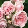 'Cinderella' Shrub Rose -Garden Plants Cinderella01 25d75693 c5ca 4d53 a582 b8843f6eef5c