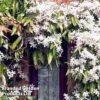 Clematis Armandii 'Snowdrift' -Garden Plants Clematis Snowdrift KC4972 A