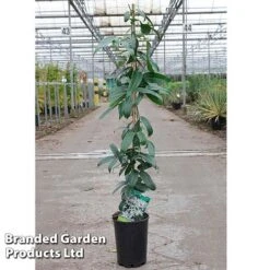 Clematis Armandii 'Snowdrift' -Garden Plants Clematis Snowdrift KC4972 C