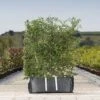Hawthorn Ready Bag Instant Hedge 1m (pre-grown) -Garden Plants Crataegus20monogyna20copy