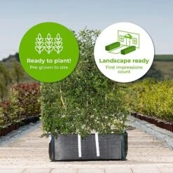 Hawthorn Ready Bag Instant Hedge 1m (pre-grown) -Garden Plants Crataegus20monogyna20copy20 202