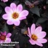 Dahlia Happy Days Pink -Garden Plants DAHL 64012 A