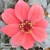 Dahlia Happy Days Red -Garden Plants DAHL 64014 A